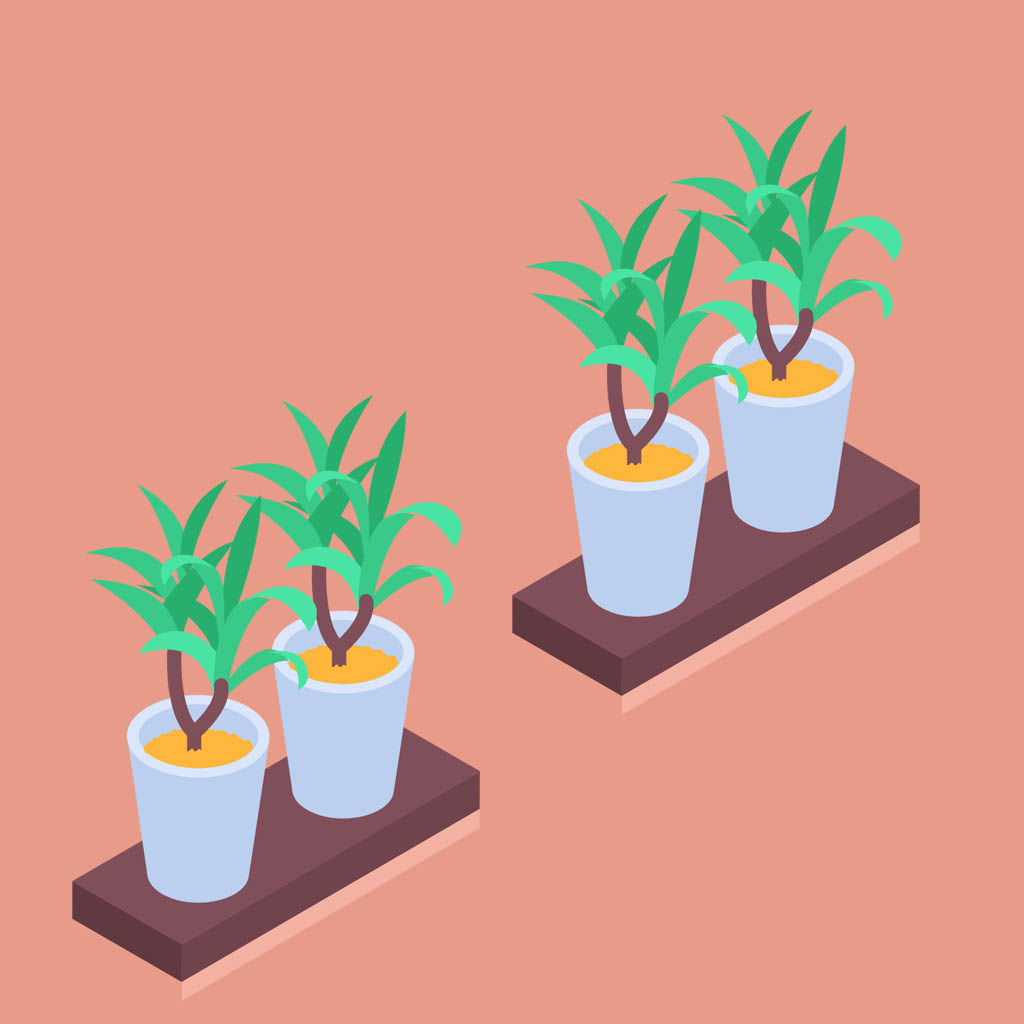 植物.jpg